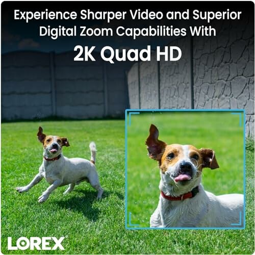 Dog playing on grass captured by Lorex 2K Quad HD camera.